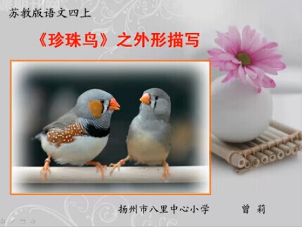 搜索珍珠鸟 相关tag
